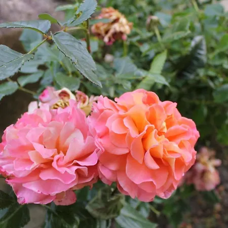 Stilvolles Mit Flair